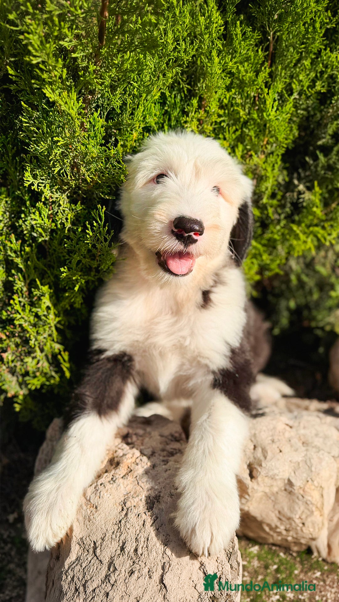 Antiguo Perro de Pastor Inglés - Bobtail perros HERMOSO BOBTAIL MACHO CACHORRO - Anuncio 1