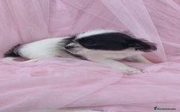 Raza Mixta perros en venta: Maltichi Bichón maltes y chihuahua ♂️ - Imagen 2
