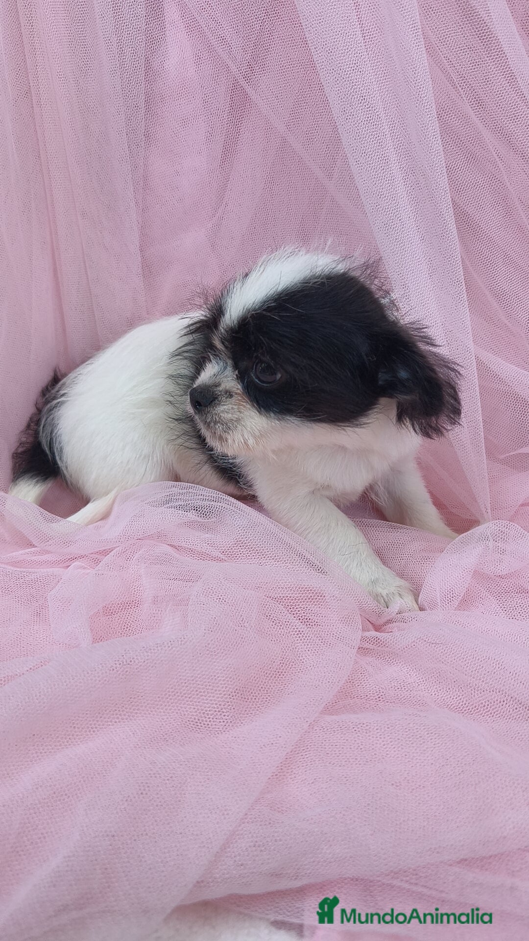 Raza Mixta perros en venta: Maltichi Bichón maltes y chihuahua ♂️ - Imagen 2