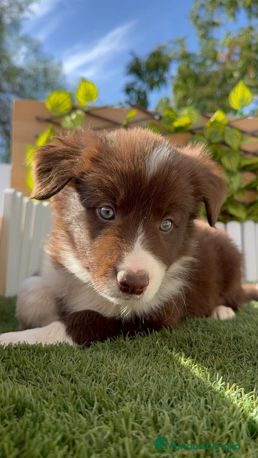 Border Collie perros en venta: BORDER COLLIE MACHO CHOCOLATE - Imagen 14