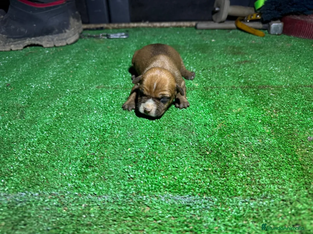 American Staffordshire-Terrier perros en venta: American staffordshire terrier  - Anuncio 2