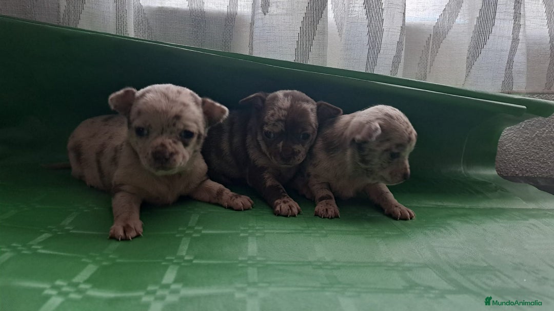 Chihuahua perros en venta: Hembra merle - Anuncio 1