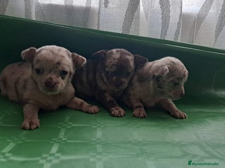 Chihuahua perros Hembra merle - Anuncio 1