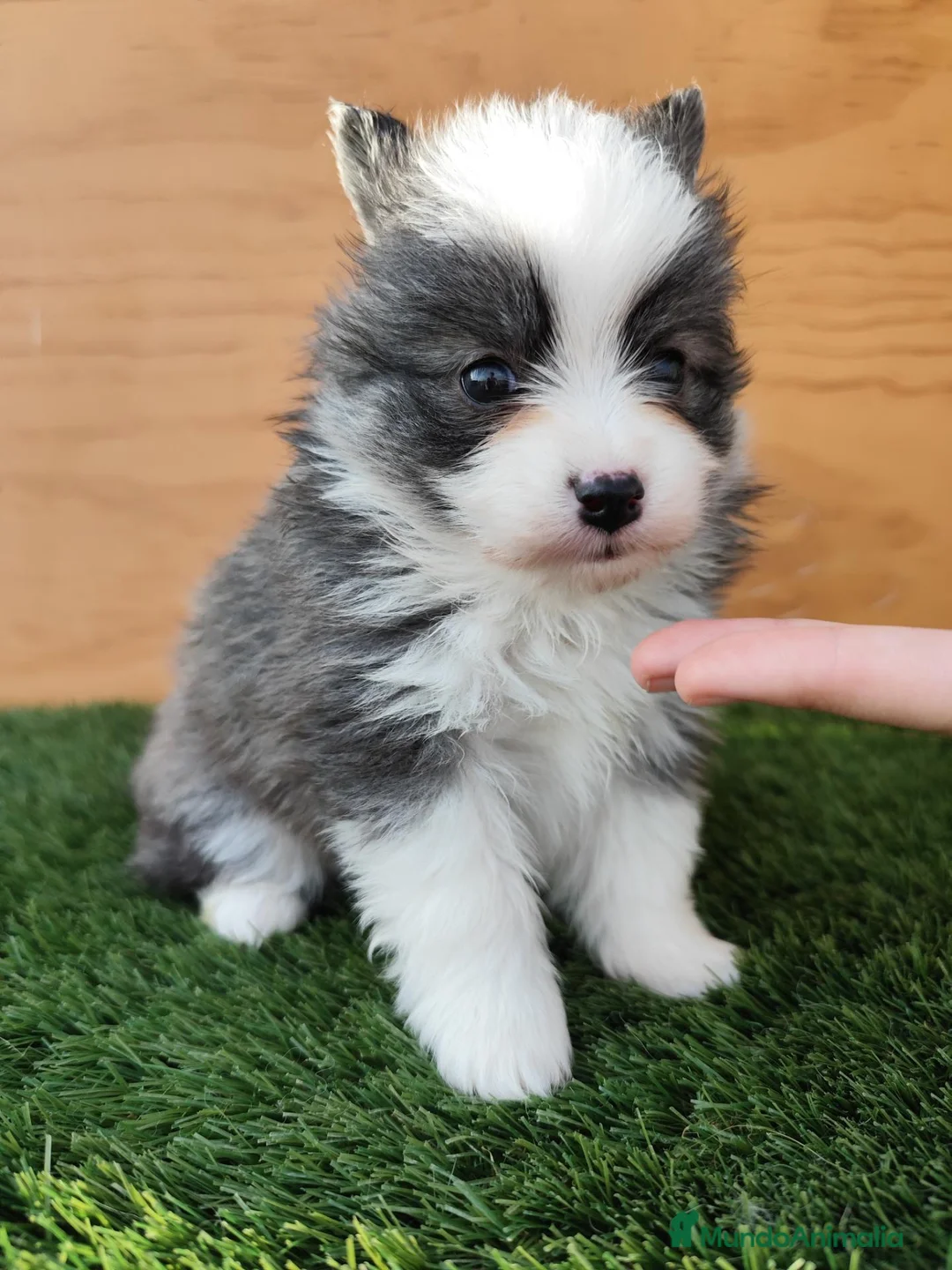 Pomsky perros en venta: Pomsky  - Anuncio 2