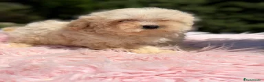 Maltipoo Cachorro 1