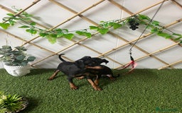 Ratón de Praga perros en venta: CACHORROS RATÓN DE PRAGA - Imagen 2