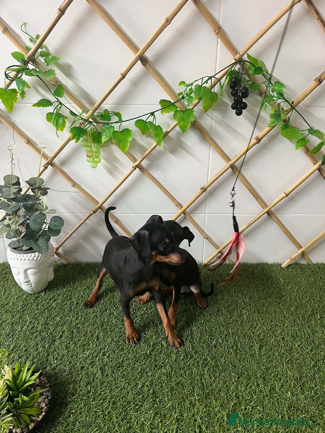 Ratón de Praga perros en venta: CACHORROS RATÓN DE PRAGA - Imagen 2