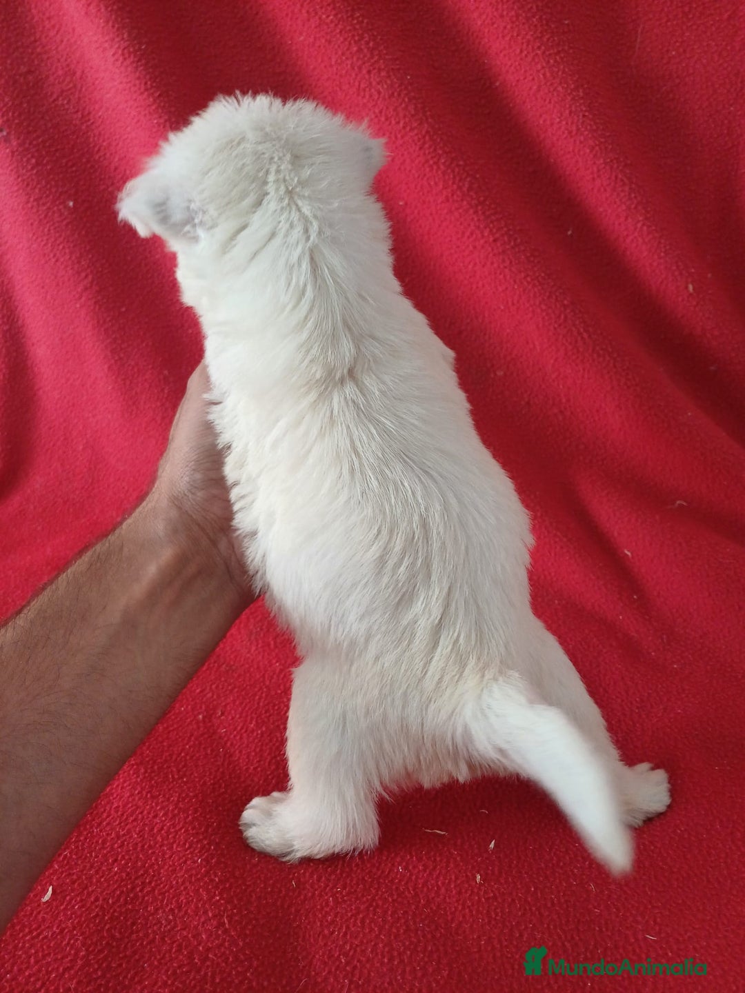 West Highland White Terrier perros en venta: Westy  - Imagen 3