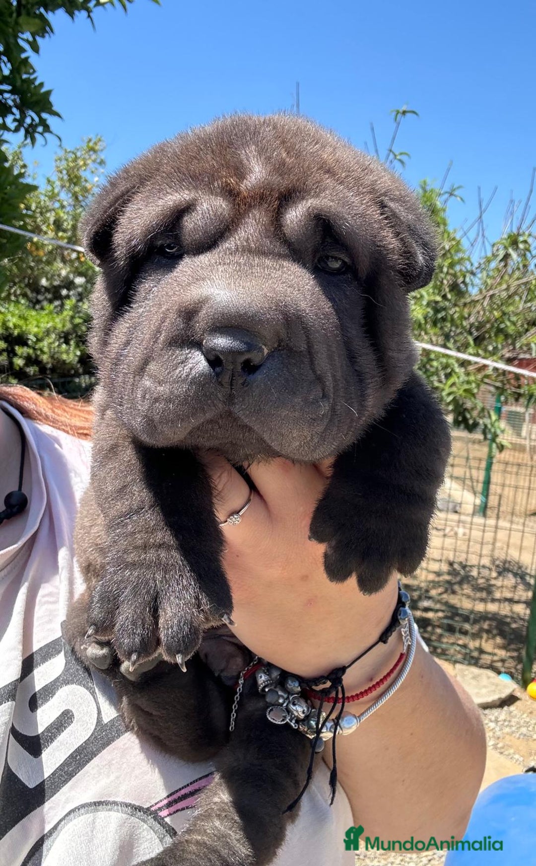 Shar Pei perros en venta: SHAR PEI BEBES MAXIMA CALIDAD!! en Málaga - Imagen 6