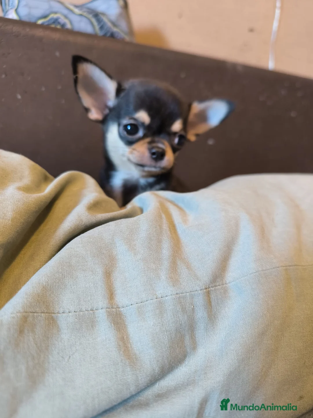Chihuahua perros en venta: Cachorro de Chihuahua - Anuncio 1