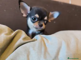 Chihuahua perros Cachorro de Chihuahua - Anuncio 2