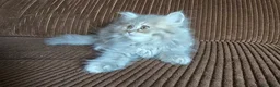 Británico de Pelo Largo gatos en venta: Gatcot.com - Anuncio 6
