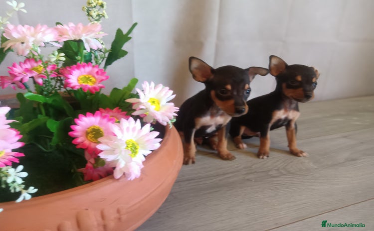 Pinscher Miniatura perros - Propaganda 13