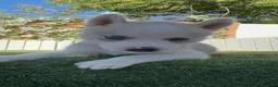 Husky Siberiano perros en venta: HUSKY SIBERIANO  - Anuncio 17