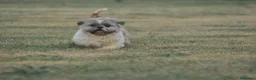 Shih Tzu perros en venta: Espectacular  cachorro - Anuncio 1