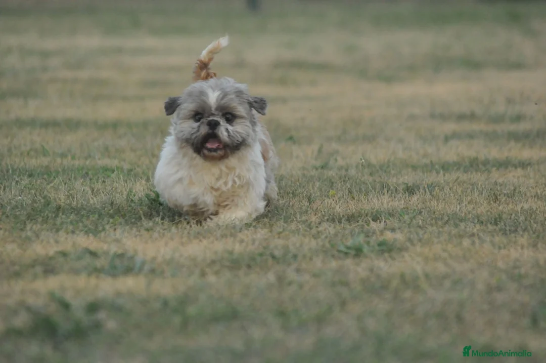 Shih Tzu perros en venta: Espectacular  cachorro - Anuncio 1