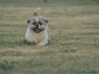 Shih Tzu perros Espectacular cachorro - Anuncio 2