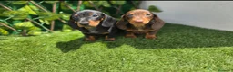 Teckel Miniatura perros en venta: TECKEL MINIATURA & KANNINCHEN  - Anuncio 1