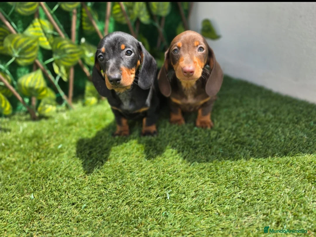 Teckel Miniatura perros en venta: TECKEL MINIATURA & KANNINCHEN  - Anuncio 1