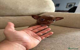 Chihuahua perros en venta: Chihuahua Toy cabeza de manzana  - Anuncio 2