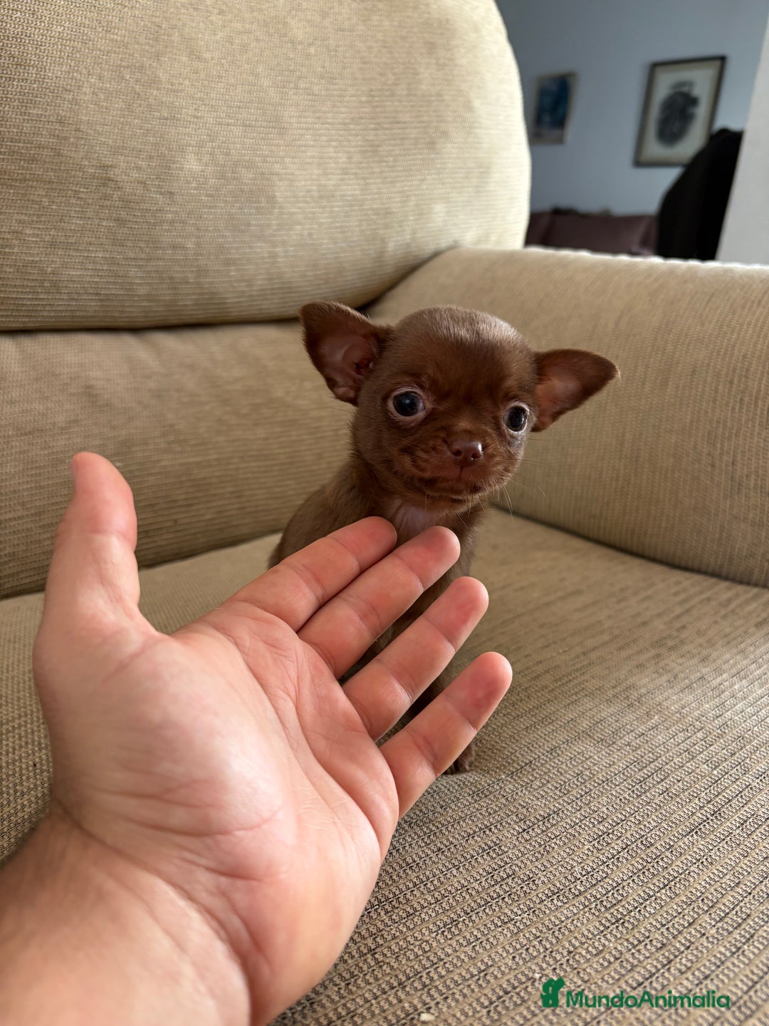 Chihuahua perros en venta: Chihuahua Toy cabeza de manzana  - Anuncio 2