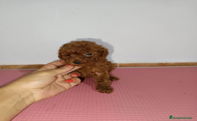 Caniche Toy perros - Propaganda 15