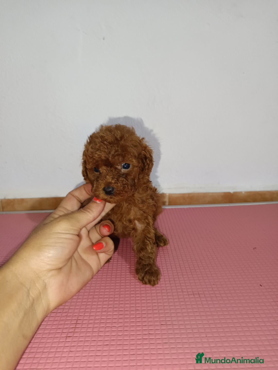 Caniche Toy perros en venta: Caniche toy - Imagen 1