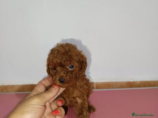 Caniche Toy perros - Anuncio 24
