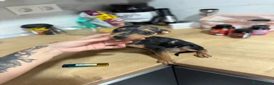 Pinscher Miniatura 2 merle