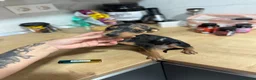 Pinscher Miniatura perros en venta: Mini pincher Exoticos  - Anuncio 2