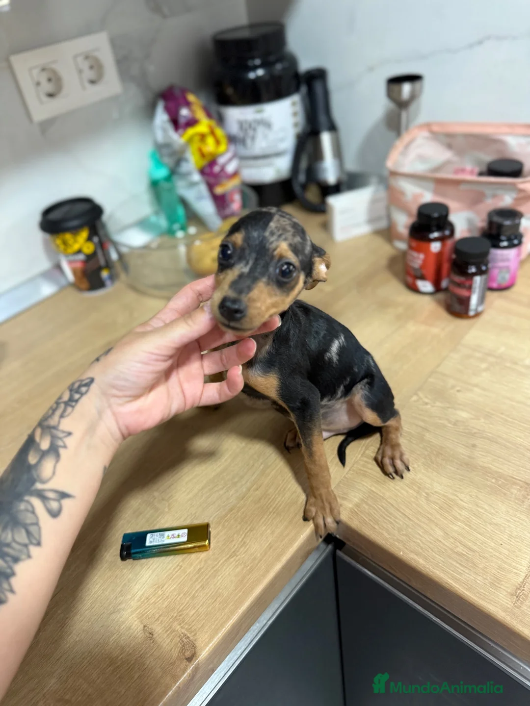 Pinscher Miniatura perros en venta: Mini pincher Exoticos  - Anuncio 2