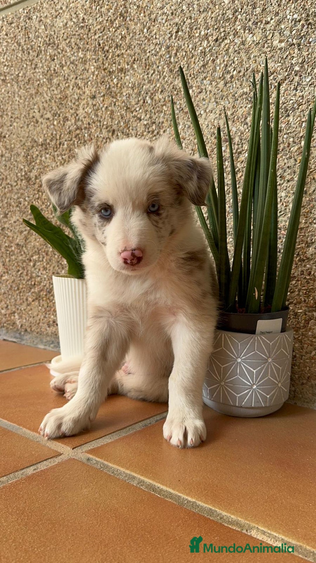 Border Collie perros en venta: BORDER COLLIE MERLE MACHO - Imagen 18