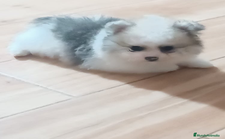 Pomerania perros - Anuncio 8