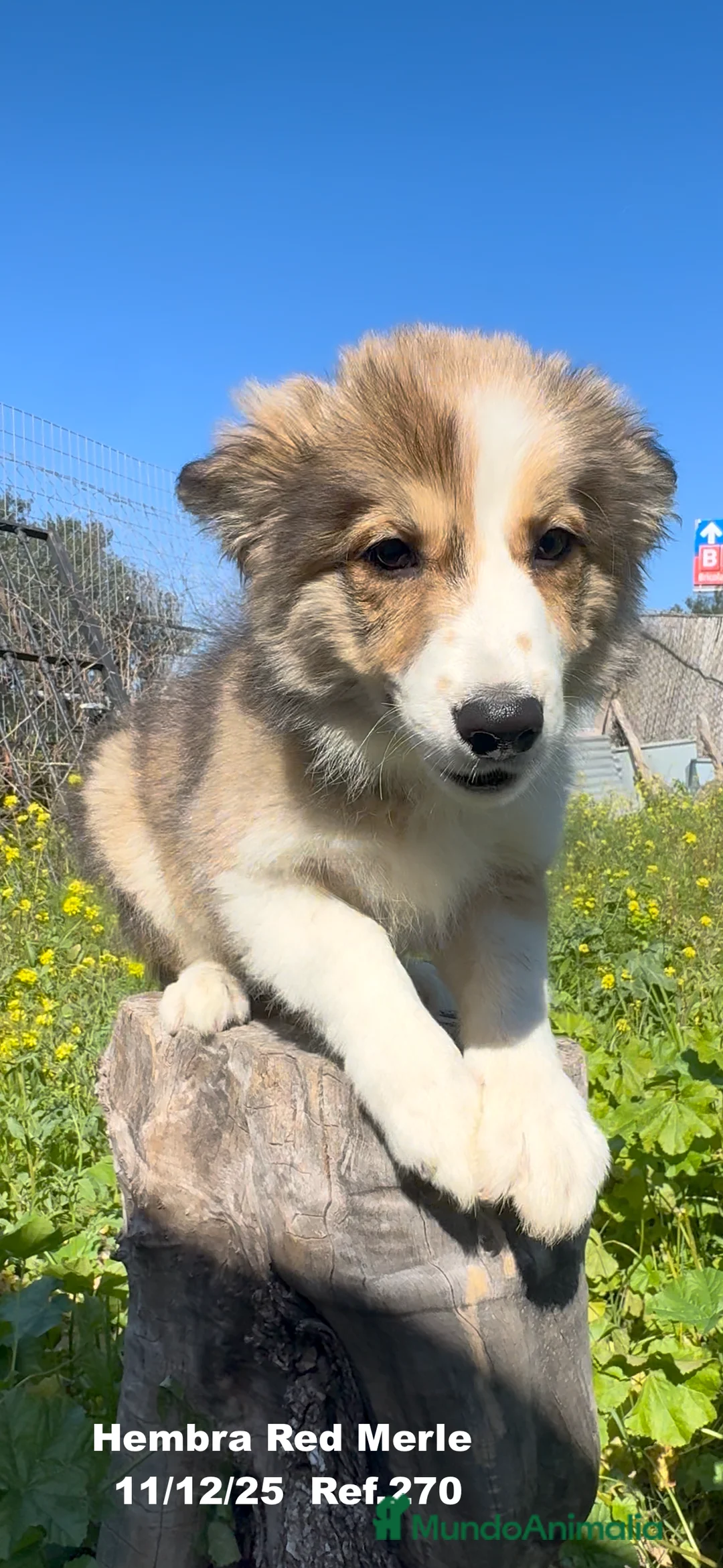 Border Collie perros en venta: Border Collie De Villa Biznaga - Anuncio 15