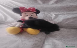 Pomerania perros en venta: Hembra de pomerania toys  - Imagen 5