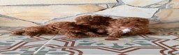 Caniche Toy perros en venta: Camada de caniches toy  - Anuncio 2