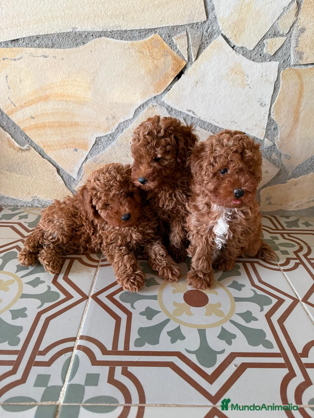 Caniche Toy perros en venta: Camada de caniches toy  - Anuncio 2