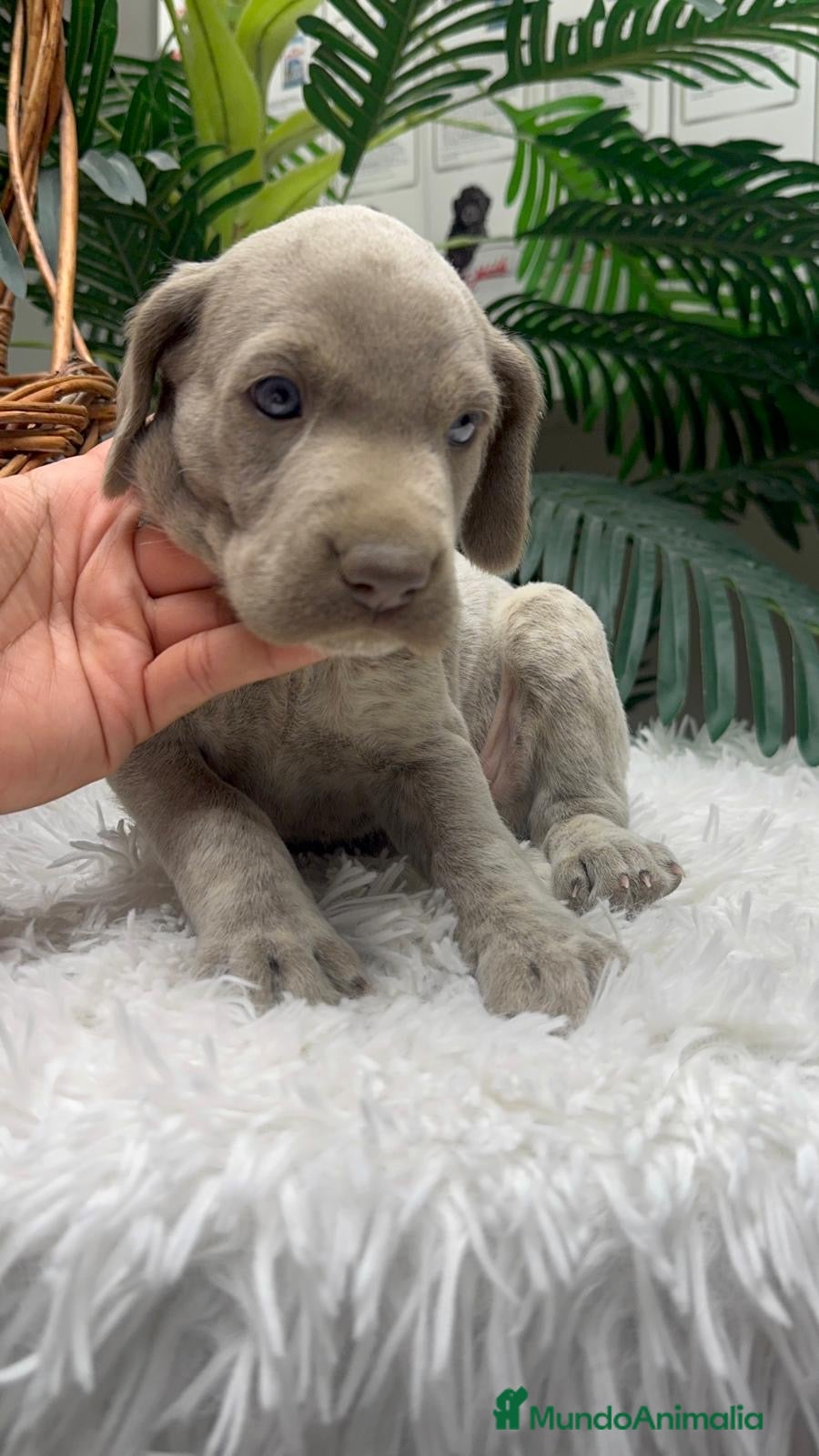 Braco Alemán de Pelo Corto perros en venta: BRACO ALEMAN - Anuncio 27