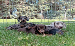 Teckel Miniatura perros en venta: Teckel miniatura - Imagen 1