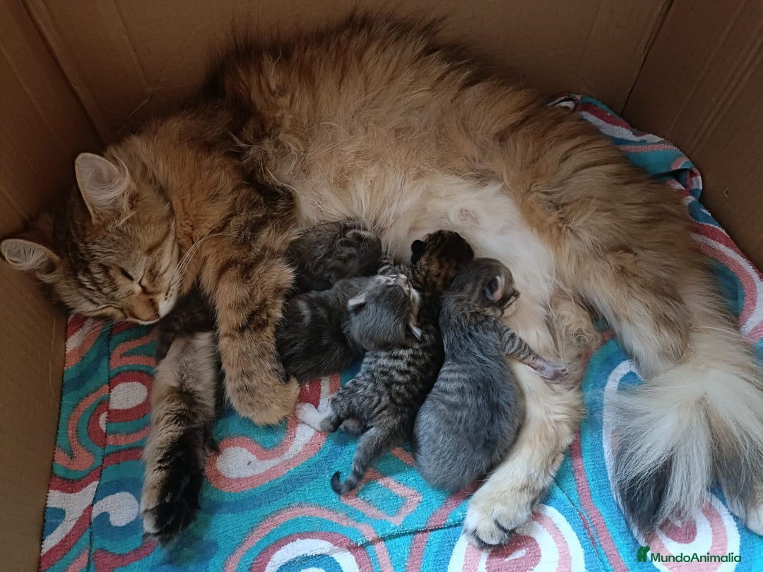 Siberiano gatos en venta: Gatitos siberianos hipoalergénicos - Imagen 5