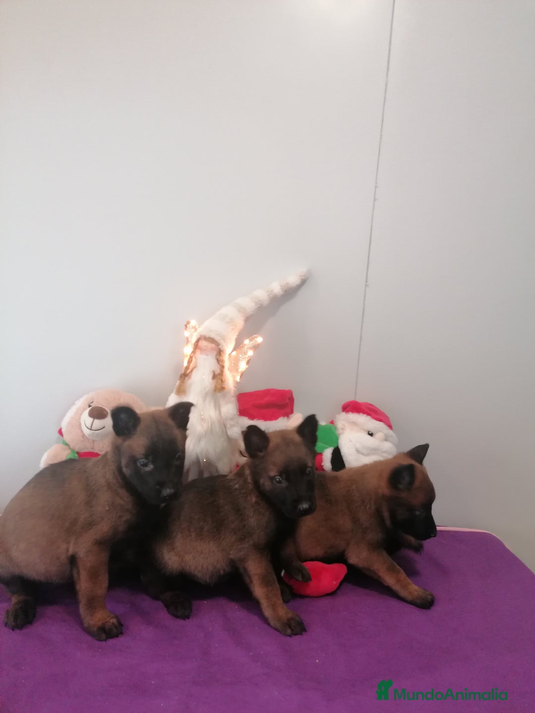 Pastor Belga Malinois perros en venta: Pastor belga molinois - Anuncio 7