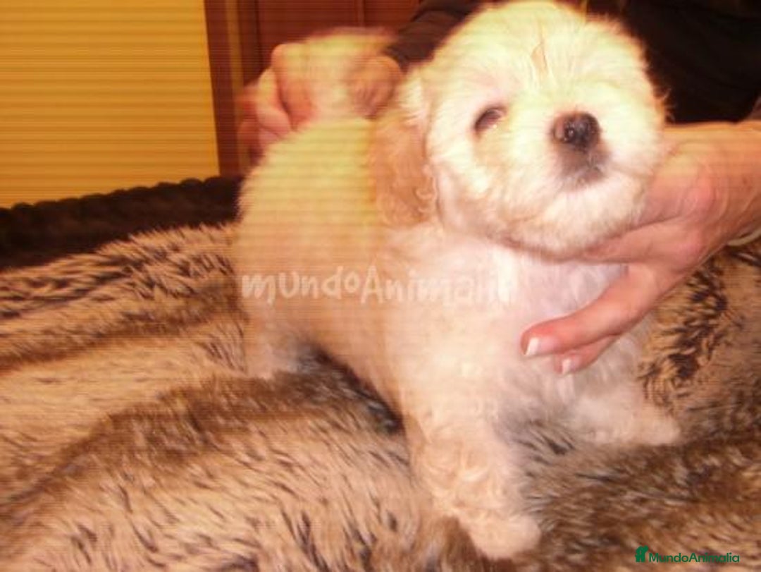 Imagen de galería {{count}}