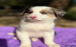 Border Collie perros en venta: Border collie merle  - Anuncio 6