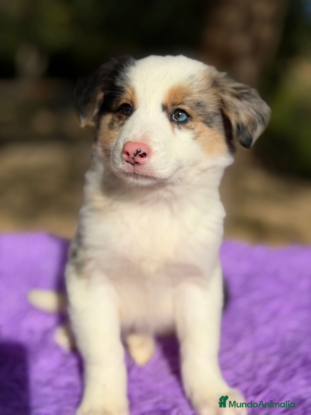 Border Collie perros en venta: Border collie merle  - Anuncio 6