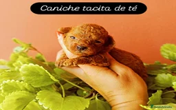 Caniche Toy perros en venta: Caniche tacita de té - Imagen 1