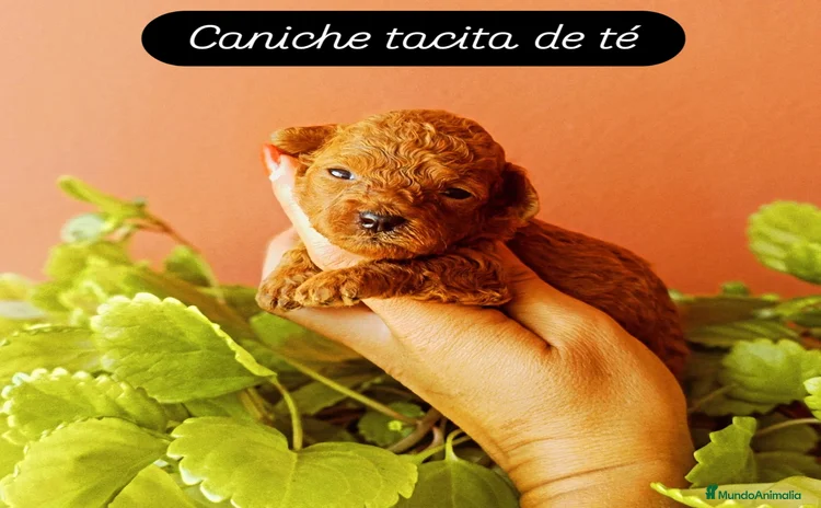 Caniche Toy perros - Propaganda 1