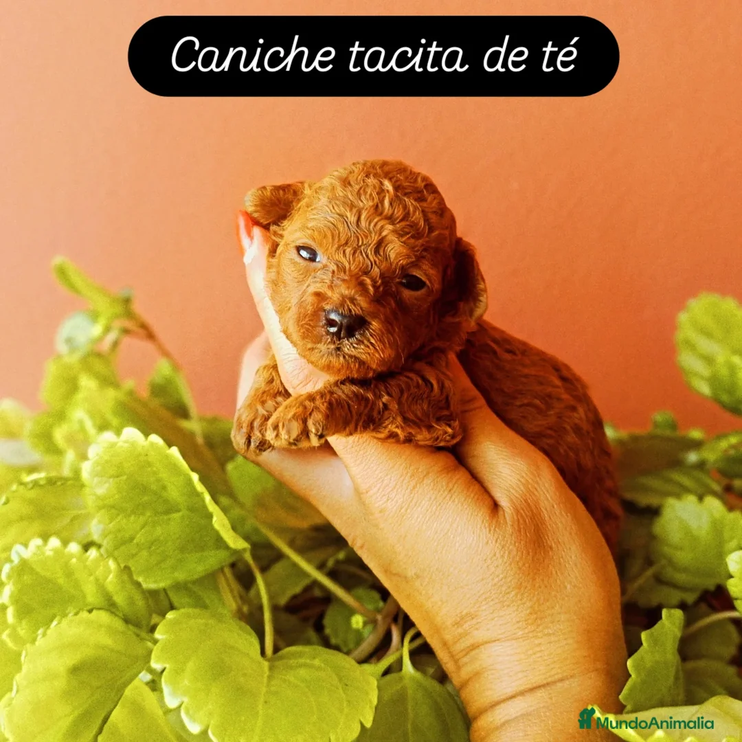 Caniche Toy perros en venta: Caniche tacita de té - Imagen 1