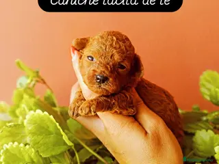 Caniche Toy perros Caniche tacita de té - Anuncio 25