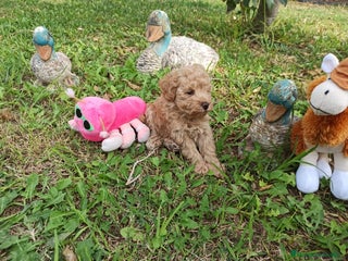Caniche Toy perros en Barcelona - Anuncio 27