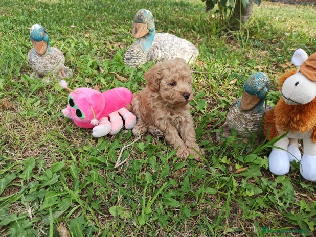Caniche Toy perros en Barcelona - Anuncio 4